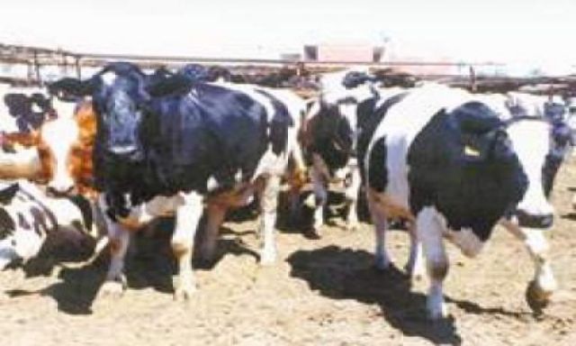 بعد انتشار الحمي القلاعية حظر نقل الماشية داخل وخارج محافظة المنيا