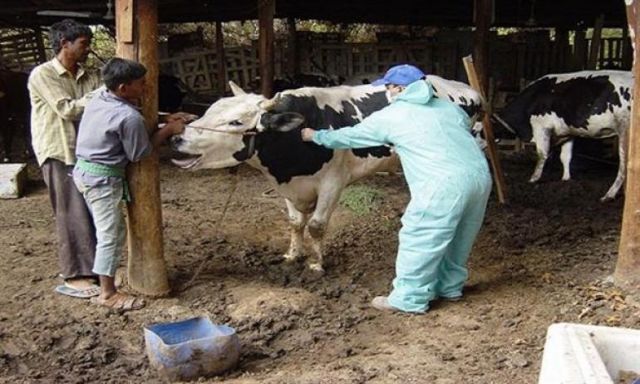 بيطري سوهاج” يرفض الافصاح عن اعداد الماشية المصابة بالحمي القلاعية