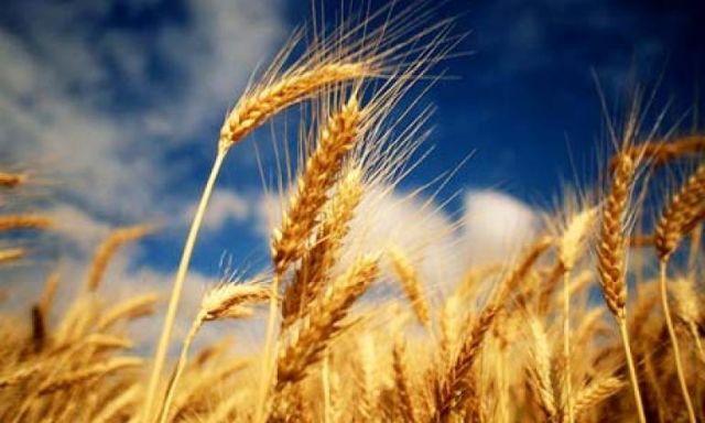 القمح يكفي حتي منتصف فبراير القادم والسلع التموينية متوفرة بالكامل