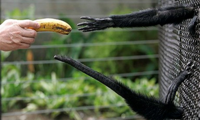 حديقة حيوانات تمنع الموز عن قرودها لأنها ”دسمة”