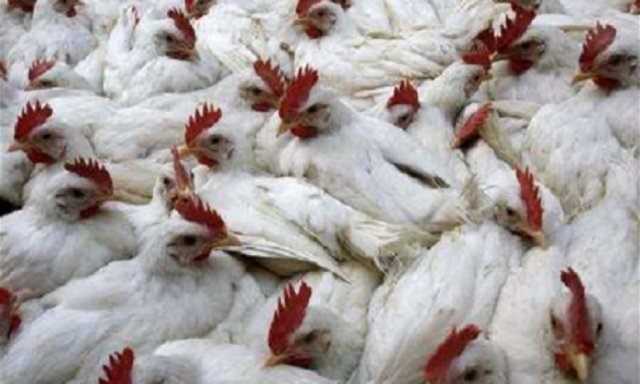 ذبح 20 ألف دجاجة صينية منعاً لتفشي انفلونزا الطيور