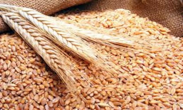 هيئة السلع التموينية تؤكد على إلتزامها بالمواصفات القياسية عند شراء القمح