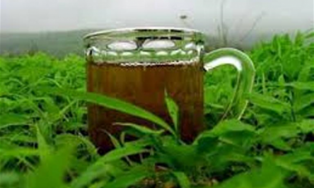 الشاي الأخضر يحمي الحامل من الأمراض