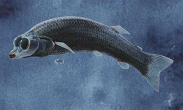 اكتشاف سمكة بلا وجه عاشت قبل ملايين السنين