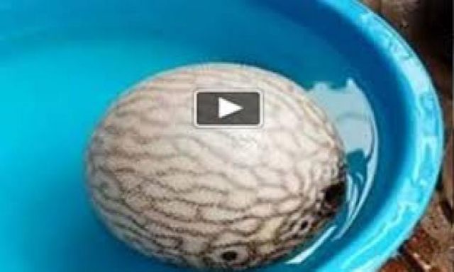 فيديو.. سمكة تتحول إلي كرة مطاطية لتحمي نفسها من الأعداء