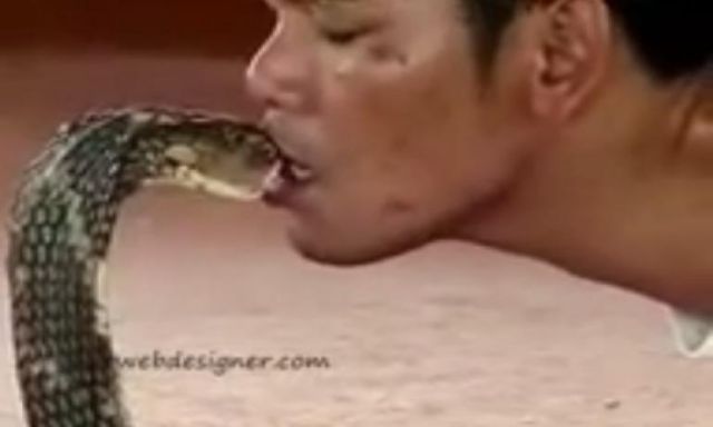بالفيديو: كوبرا تتحدى تايلاندي وتكافئه بـ ”قبلة” الاستسلام