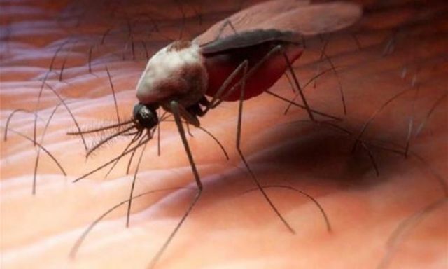 توصيات بالوقاية من مرض الملاريا