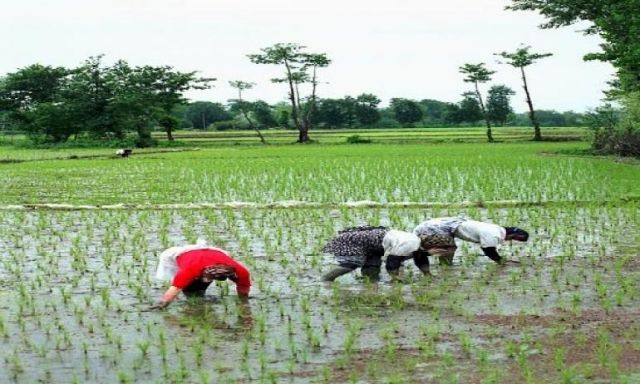 ”أبو حديد” يطالب الفلاحين بضرورة الالتزام بزراعة مساحات الأرز المحددة من الوزارة
