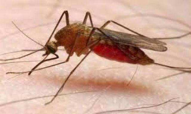 وزارة الصحة: 14مصاب بالملاريا بسبب سودانيين حاملين للمرض دخلوا مصر بطريق غير مشروع