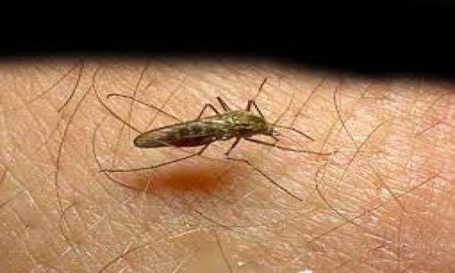 وزارة الصحة تعلن ارتفاع عدد المصابين بالملاريا فى أسوان الى 15 حالة