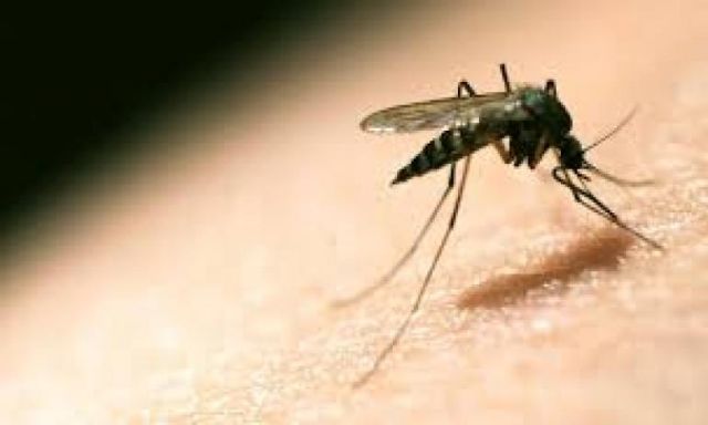 وزارة الصحه : لا مصابين جدد بالملاريا فى أسوان وفحص 1200 شخص بالأمس نتائجهم جميعا سلبيه