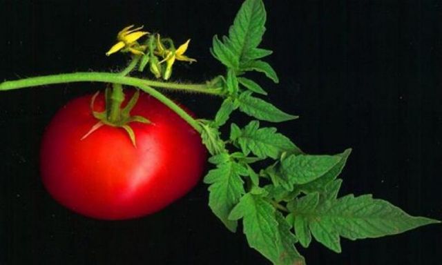 دراسة: الطماطم تساهم في مكافحة الأمراض المزمنة