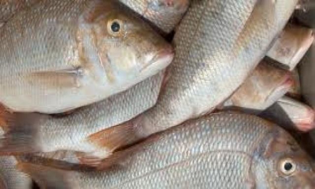 متخصصون يتوقعون ارتفاع اسعار الأسماك بالإسبوع الثانى من رمضان