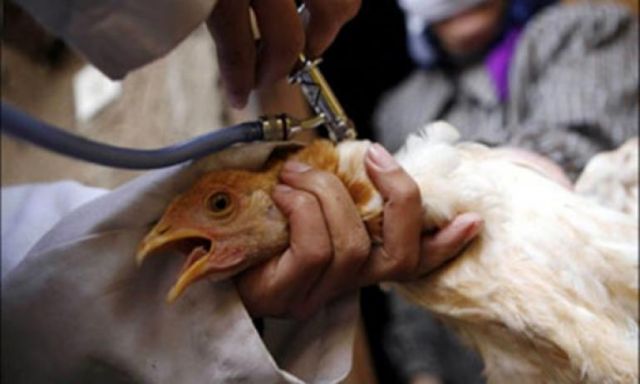 الصحة : اصابة عامل بناء بانفلونزا الطيور بالمنيا