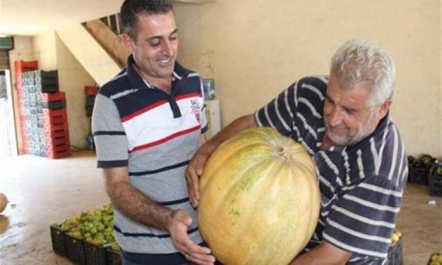 العثور على ”ثمرة قرع عسلي” وزنها 53 كيلو جنوب لبنان