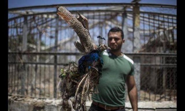 حديقة حيوانات غزة تعاني أيضاً آثار العدوان الإسرائيلي