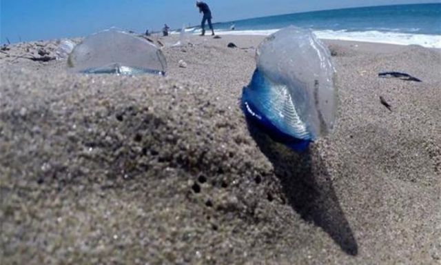 كائنات بحرية غريبة تغزو شواطئ كاليفورنيا