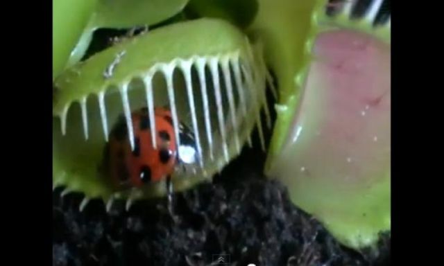 بالفيديو : خبر سار ..نبات ”بوفينز” يأكل الحشرات الضارة
