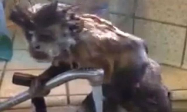 بالفيديو: شاهد قرداً مهووساً بالنظافة يستحم تماماً كالبشر