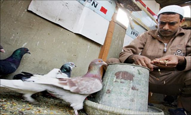 وزارة الصحة تكشف حقيقة  انتشار مرض انفلونزا الطيور في مصر
