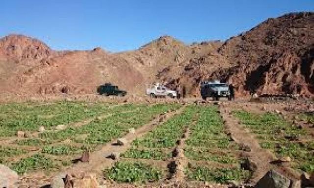 ضبط 2 طن من نبات البانجو المخدر وإبادة خمسة أفدنة منزرعة  بجنوب سيناء .