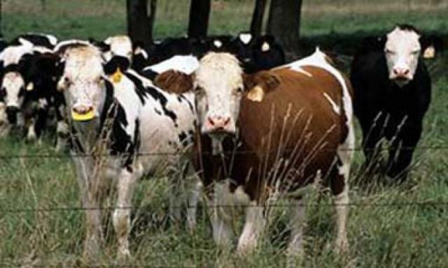291 حالة نفوق بالحمي القلاعية و1556 إصابة بين الماشية بأسيوط