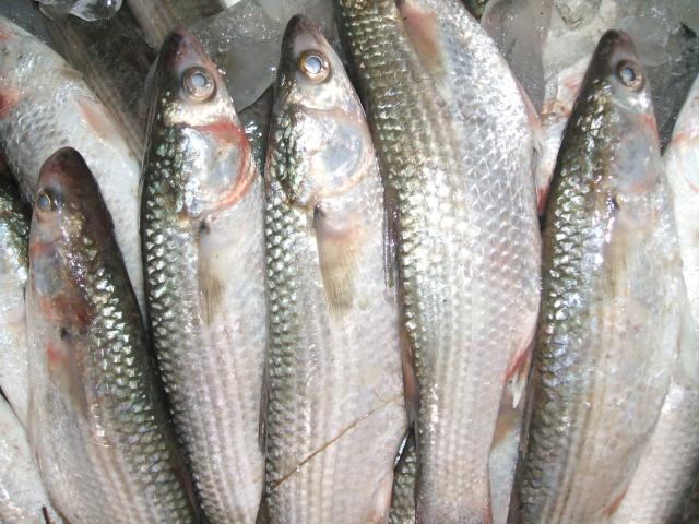 ثبات أسعار الأسماك بسوق العبور اليوم