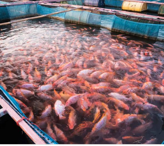 استقرار أسعار الأسماك اليوم