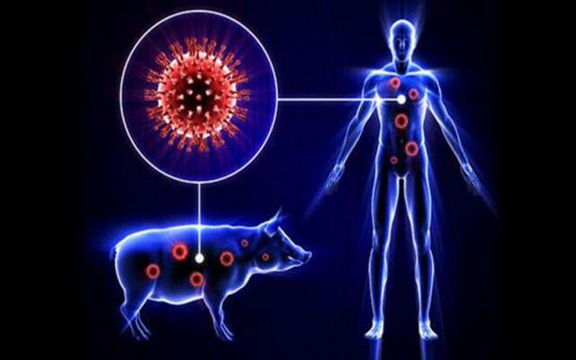 فيروس إنفلونزا الخنازير