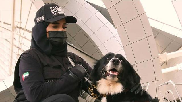 الإمارات..تدريب الكلاب البوليسية على اكتشاف مرضى كورونا