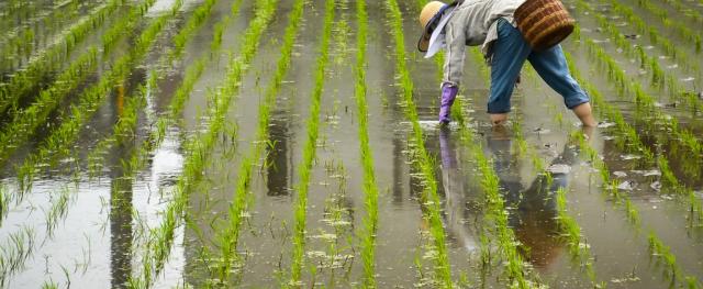الري:  مصر تواجه تحدياً مائياً وتحديد مساحات الأرز حسب احتياج الدولة