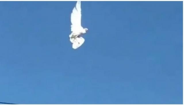 بالفيديو.. مشهد صادم لطائر يتجمد أثناء تحليقه في السماء