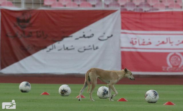 كلب يقتحم مباراة بالدوري السعودي