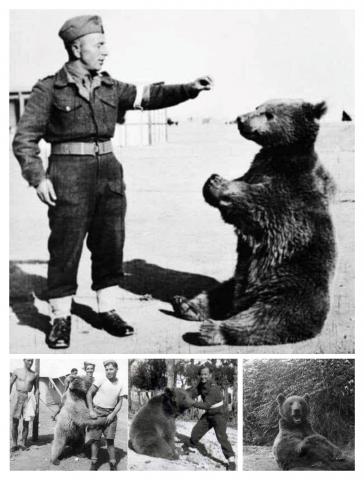 الدب المحارب مع الجنود