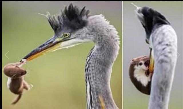 معركة مثيرة بين سرعوب وطائر ضخم تشعل مواقع التواصل الاجتماعي