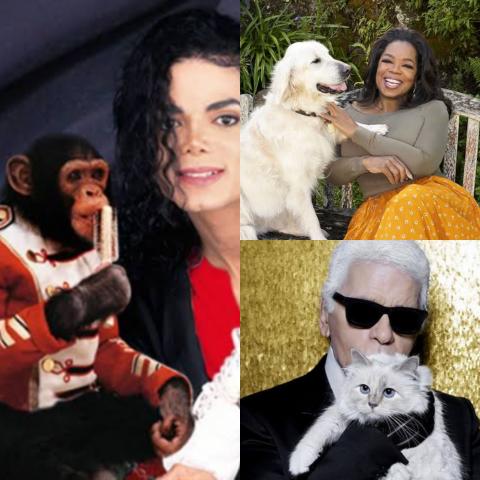 أبرزهم قرد مايكل جاكسون.. تعرف علي قائمة المشاهير الذين كتبوا ثرواتهم بأسماء الحيوانات