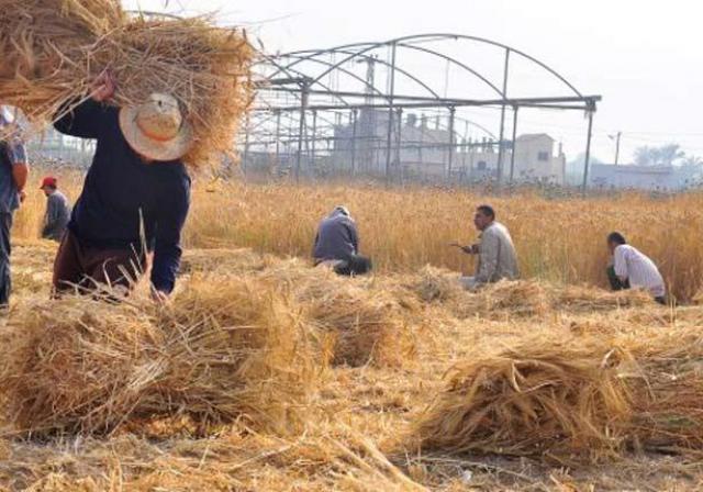 الإرشاد الزراعي: جمع وتدوير 787 ألف طن قش الأرز