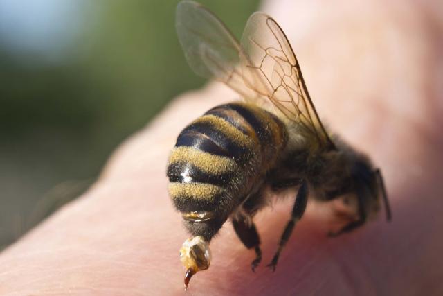 فوائد قرص النحل لعلاج داء السكري
