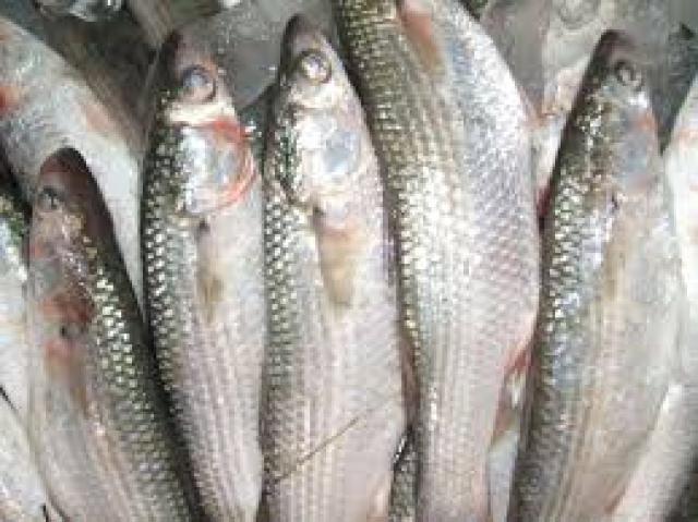 استقرار أسعار الأسماك والجمبرى بالأسواق اليوم