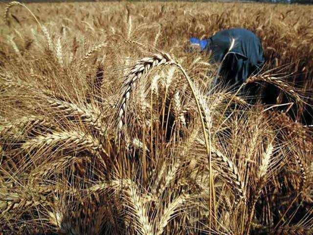 الإحصاء يكشف مفاجئة في انتاج الأرز والقمح المصري خلال 2019.. تعرف عليها