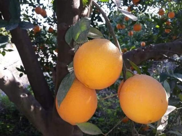 فوائد البرتقال للبشرة والشعر