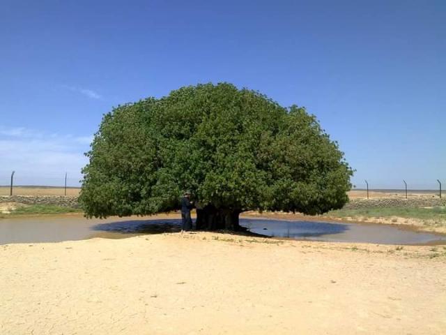 شجرة استظل بها النبي