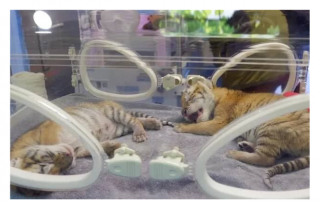 حديقة حيوانات صينية تشهد ولادة 4 توائم