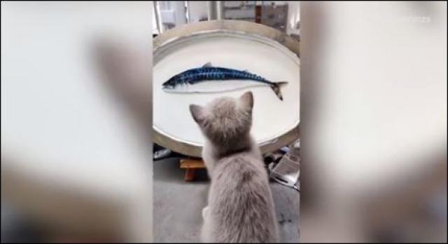 فيديو مضحك.. حرب شرسة بين قطة وسمكة ثلاثية الأبعاد