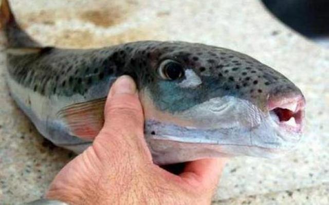 وزارة الصحة تحذر من تناول هذه الأسماك: تصيب بالشلل