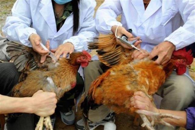 ظهور بؤر جديدة لأنفلونزا الطيور في مزارع الدواجن ..حقيقة أم شائعة