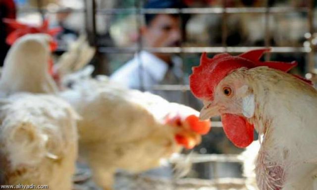 مصر تسجل أعلى معدل إصابة بانفلونزا الطيور فى العالم