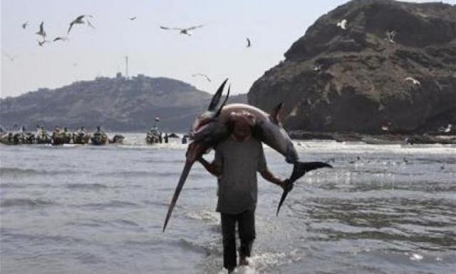 سمكة أبو سيف تقتل صياداً