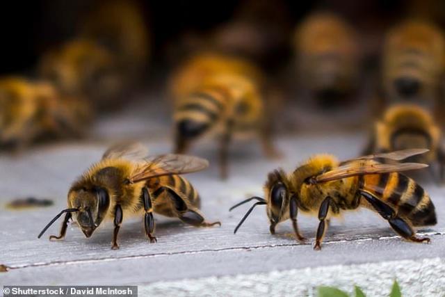 دراسة: المبيدات الزراعية تحرم النحل من النوم وتقتل الملايين منهم