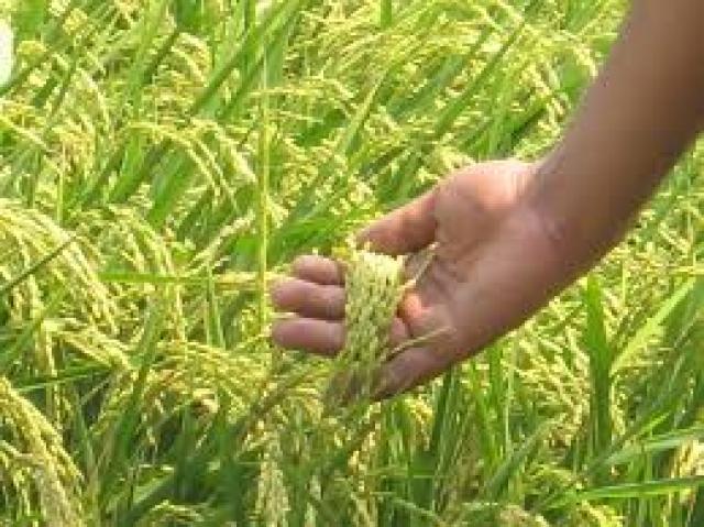«البرلمان » يوافق على حظر زراعة الأرز .. إليك التفاصيل